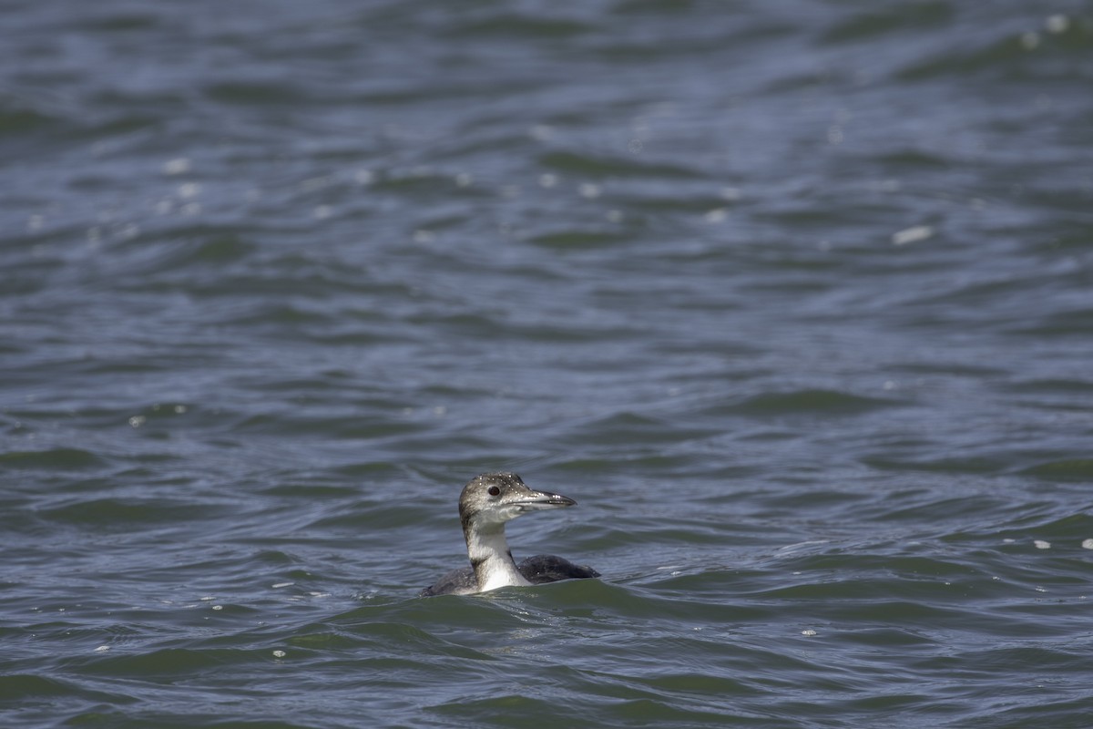 Common Loon - ML643816910