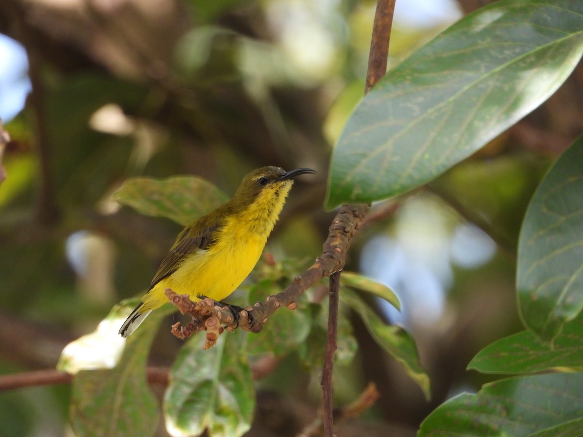 Ornate Sunbird - ML643816936