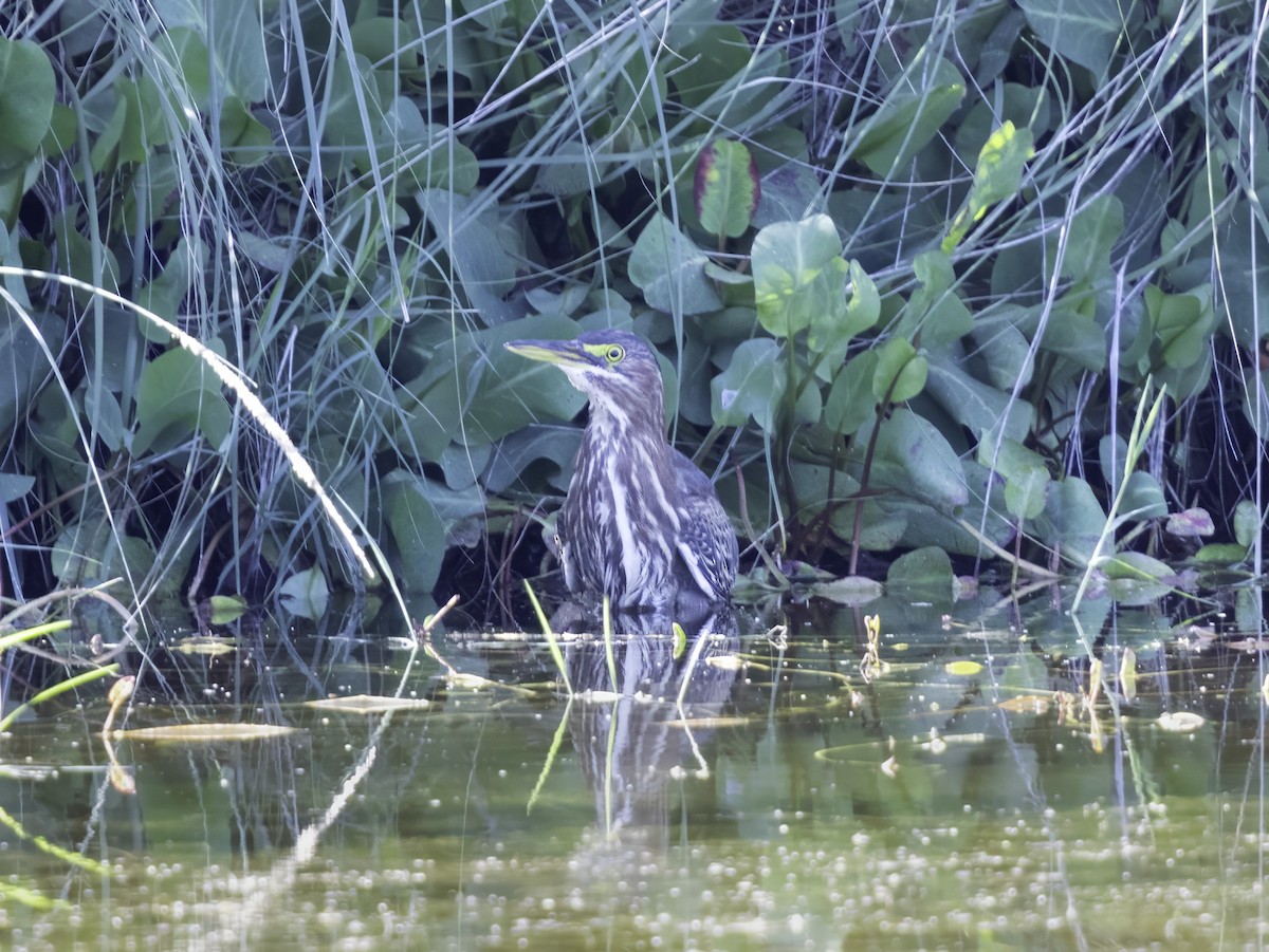 Green Heron - ML643816944
