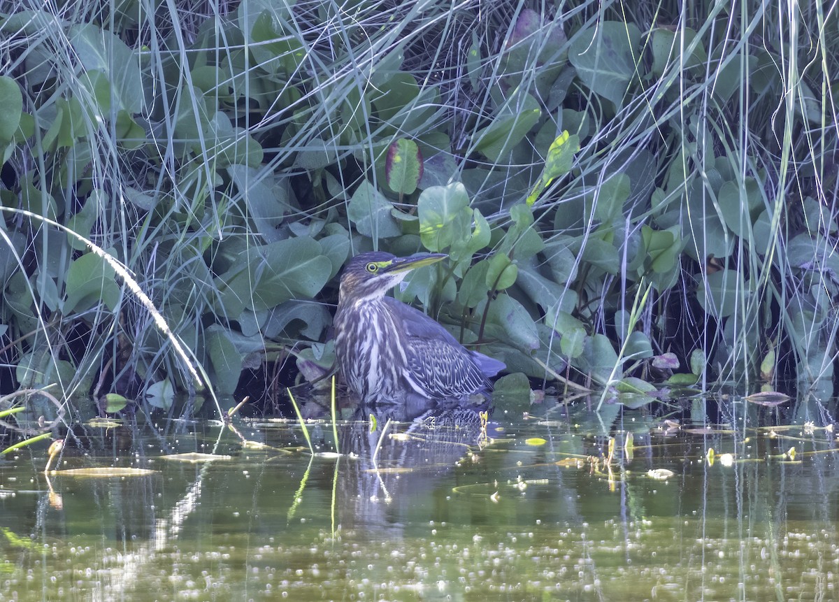 Green Heron - ML643816945