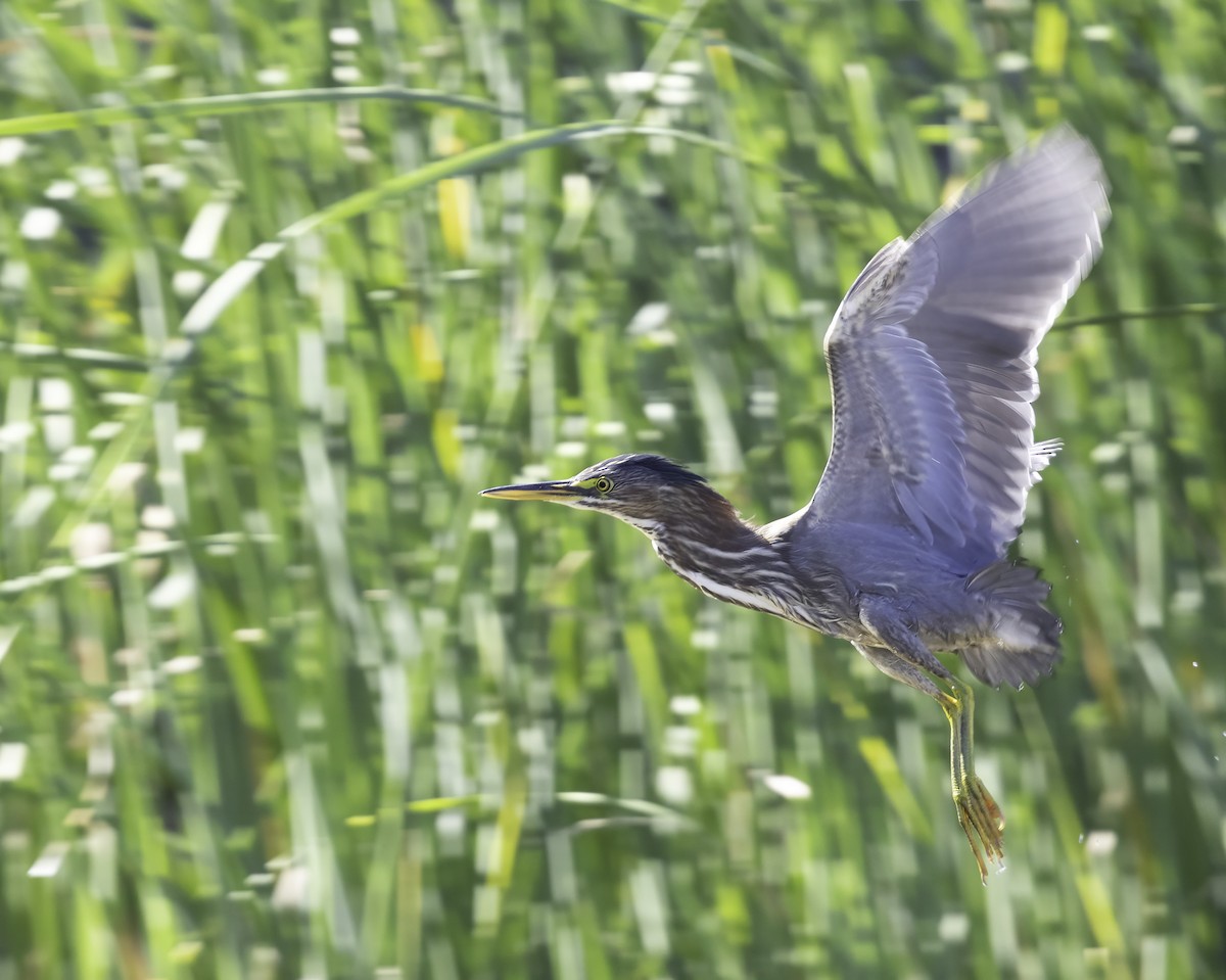 Green Heron - ML643816946