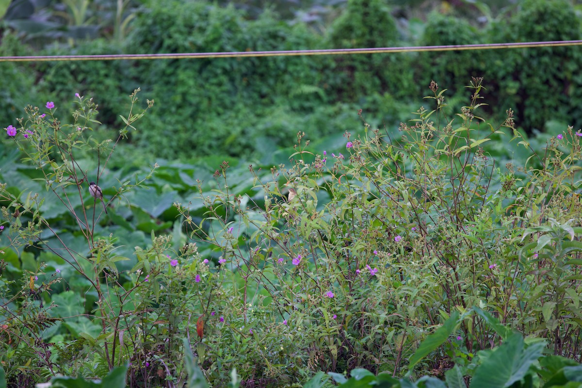 Striated Grassbird - ML643816984