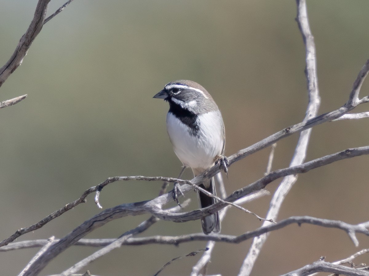 Black-throated Sparrow - ML643816988