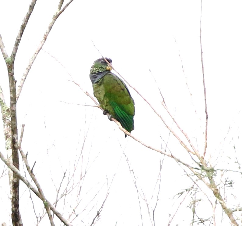 Scaly-headed Parrot - ML643816995