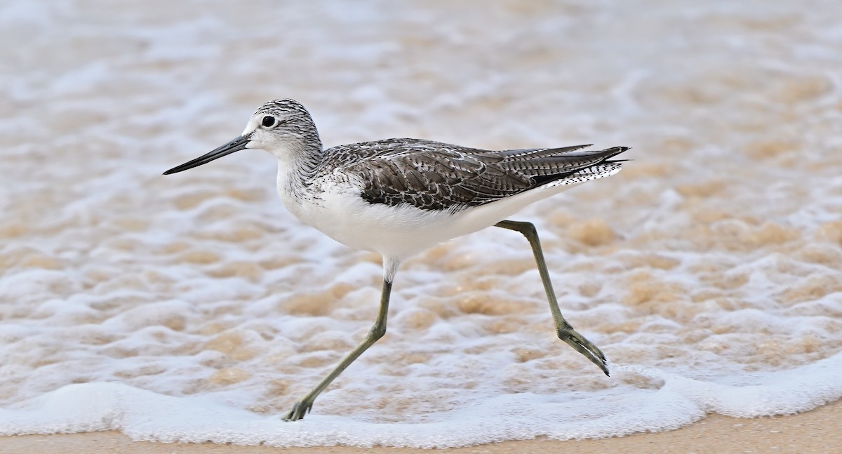 Common Greenshank - ML643816997