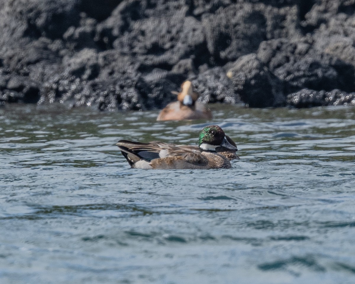 Falcated Duck - ML643817006