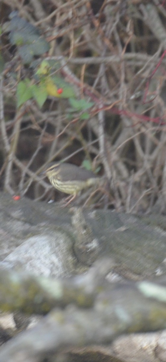 Northern Waterthrush - ML643817010