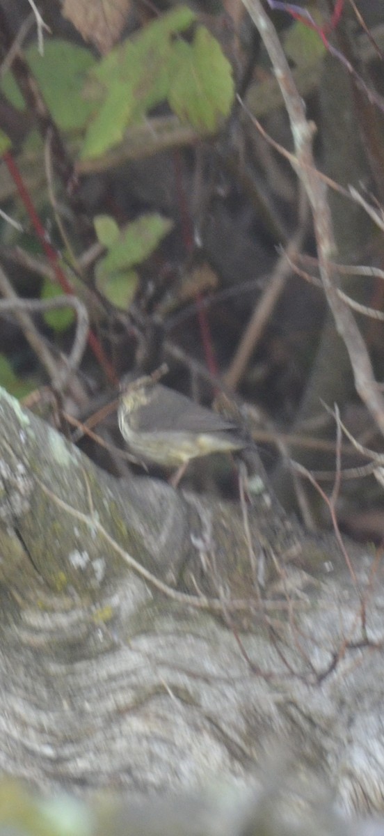 Northern Waterthrush - ML643817011