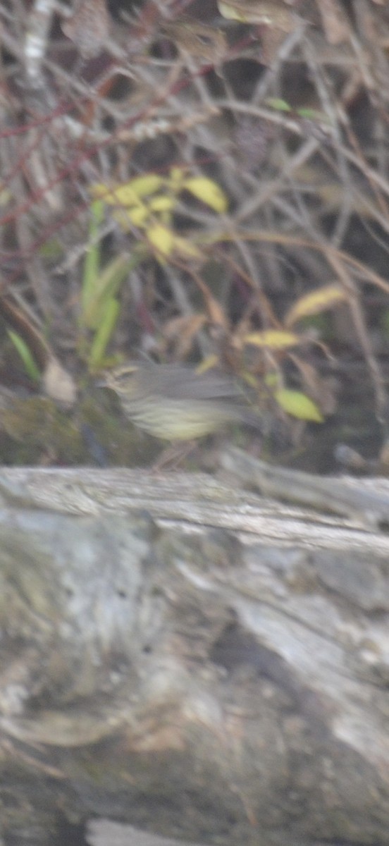 Northern Waterthrush - ML643817012
