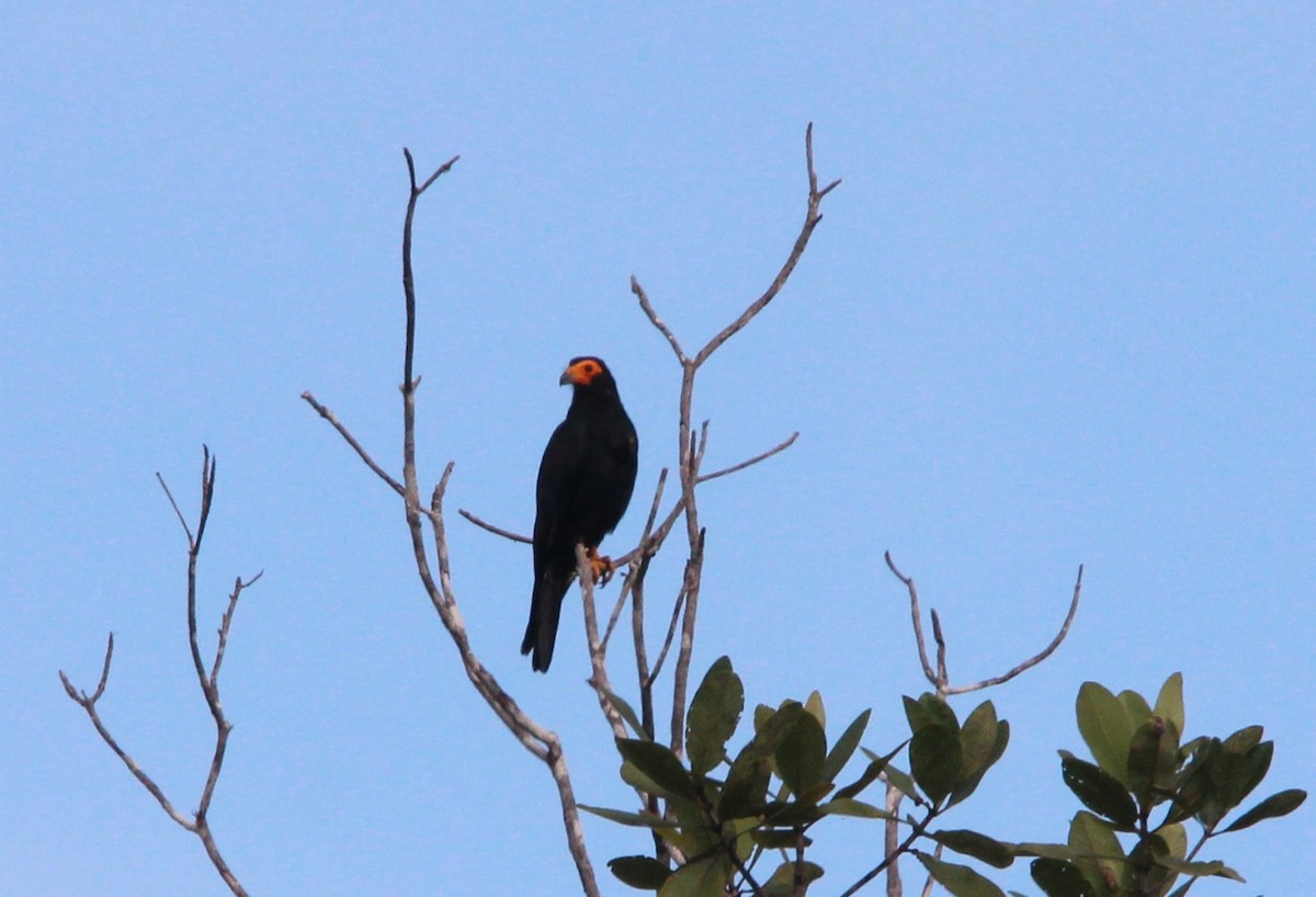 Siyah Karakara - ML643817016