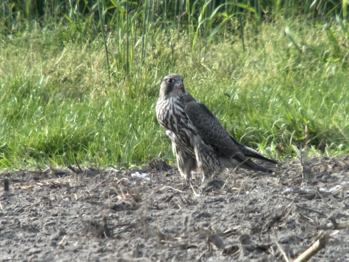 Gerfalke - ML643817039