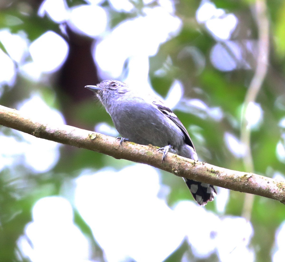 Variable Antshrike - ML643817040