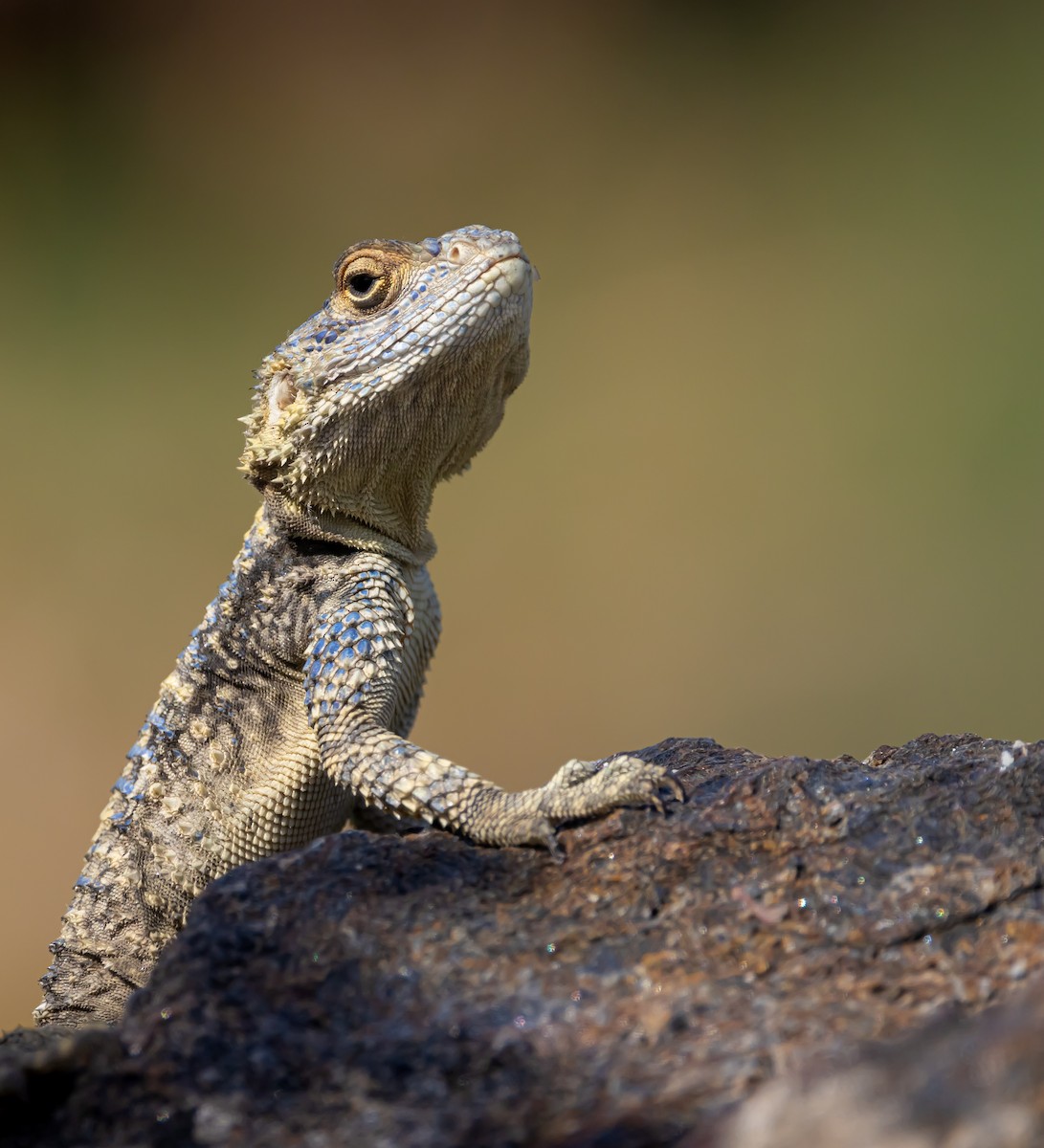 Roughtail Rock Agama - ML643817048