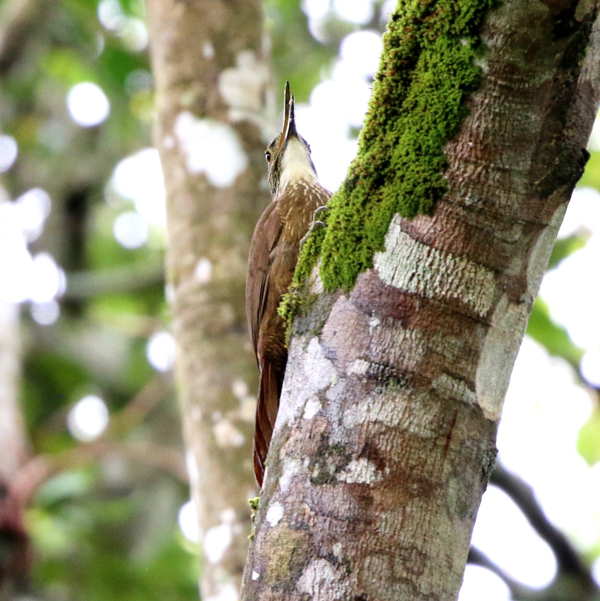 White-throated Woodcreeper - ML643817056