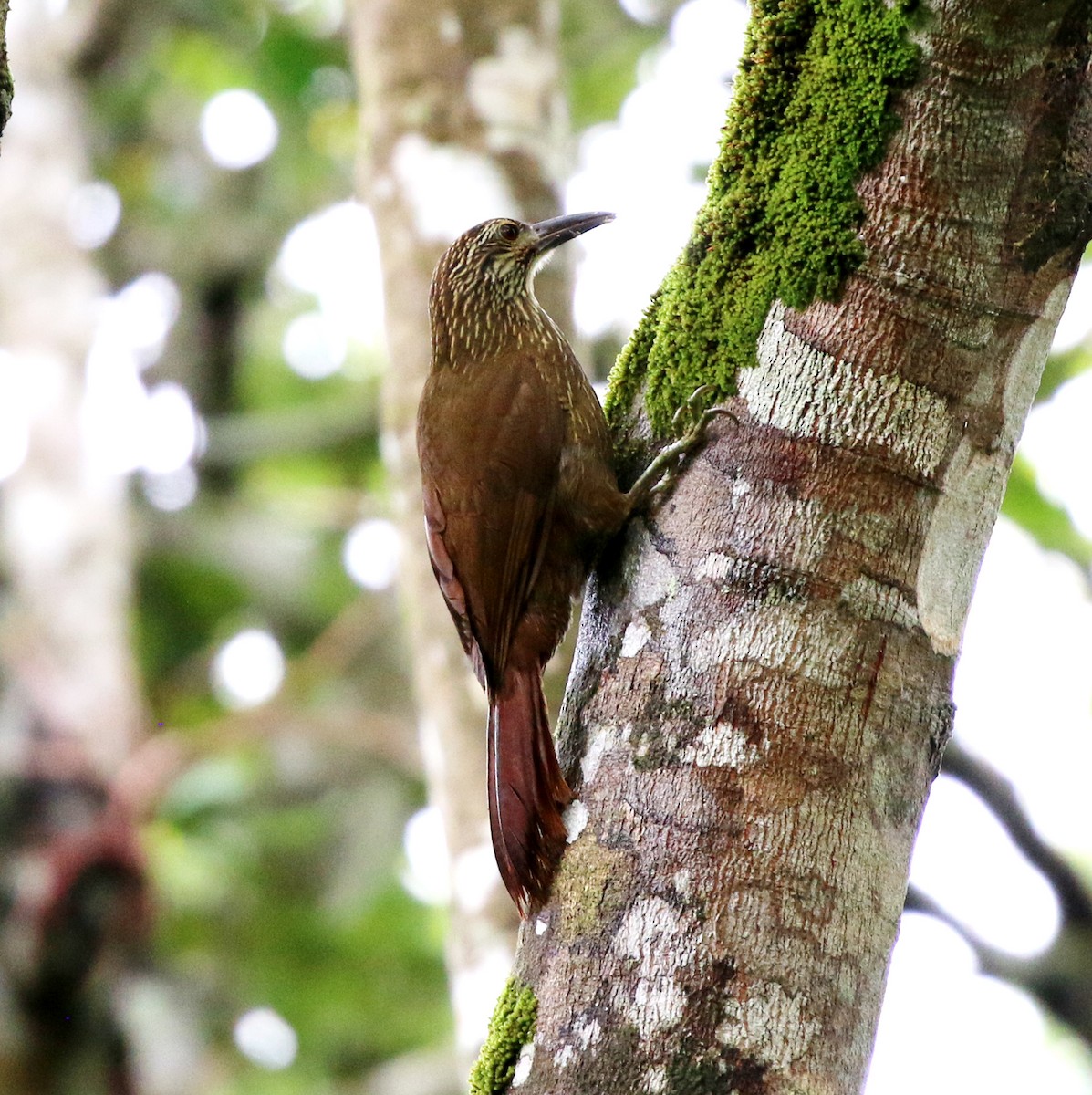 White-throated Woodcreeper - ML643817057