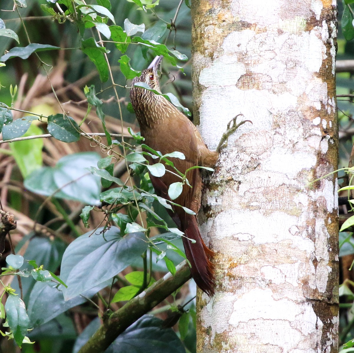 White-throated Woodcreeper - ML643817058