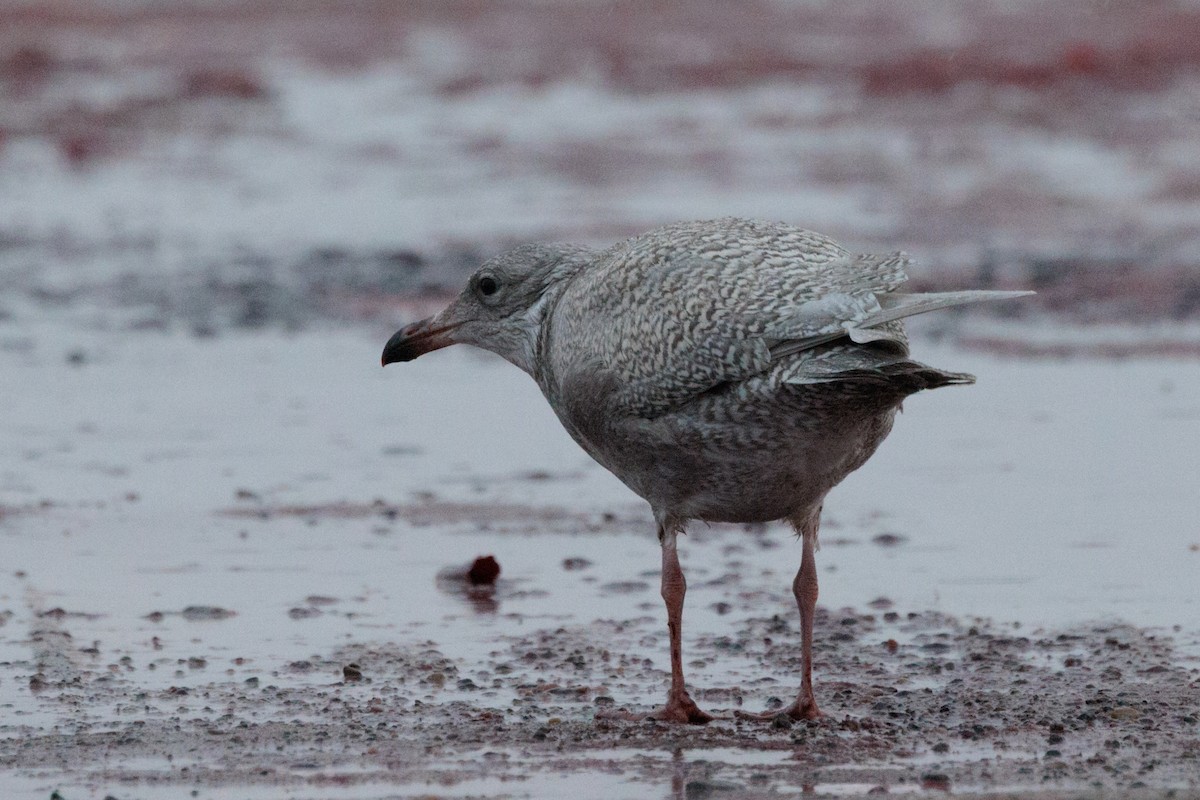 American Herring x Glaucous Gull (hybrid) - ML643817063