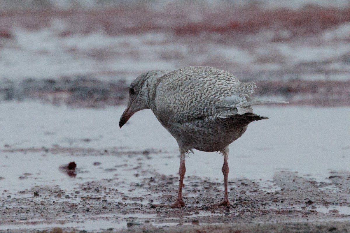 American Herring x Glaucous Gull (hybrid) - ML643817064