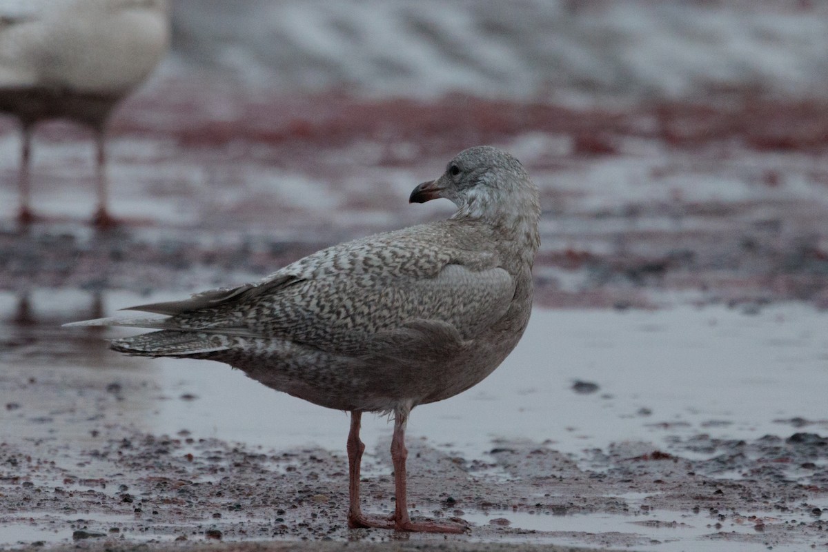 American Herring x Glaucous Gull (hybrid) - ML643817065