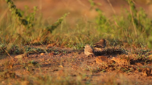 Ashy-crowned Sparrow-Lark - ML643817072
