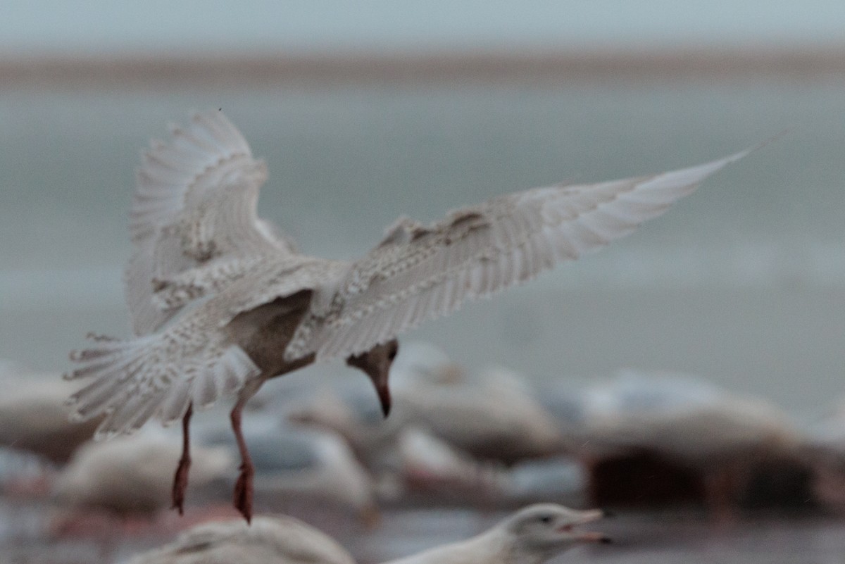 American Herring x Glaucous Gull (hybrid) - ML643817078