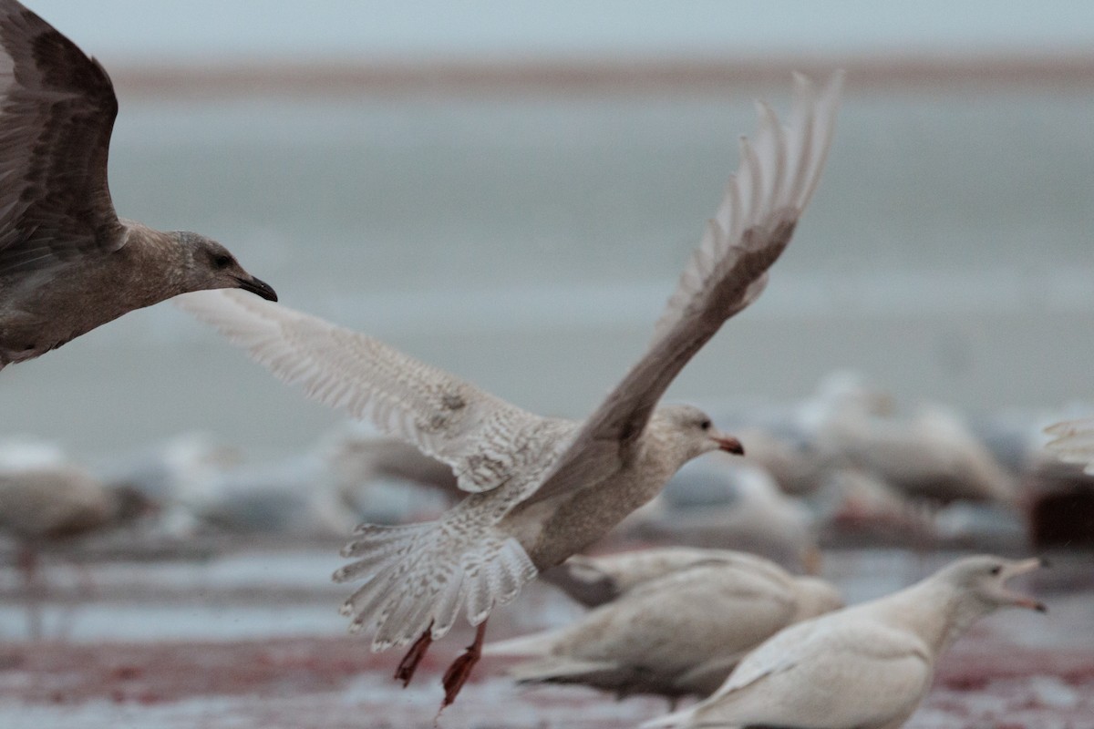 American Herring x Glaucous Gull (hybrid) - ML643817079