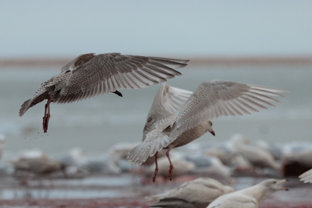 American Herring x Glaucous Gull (hybrid) - ML643817080