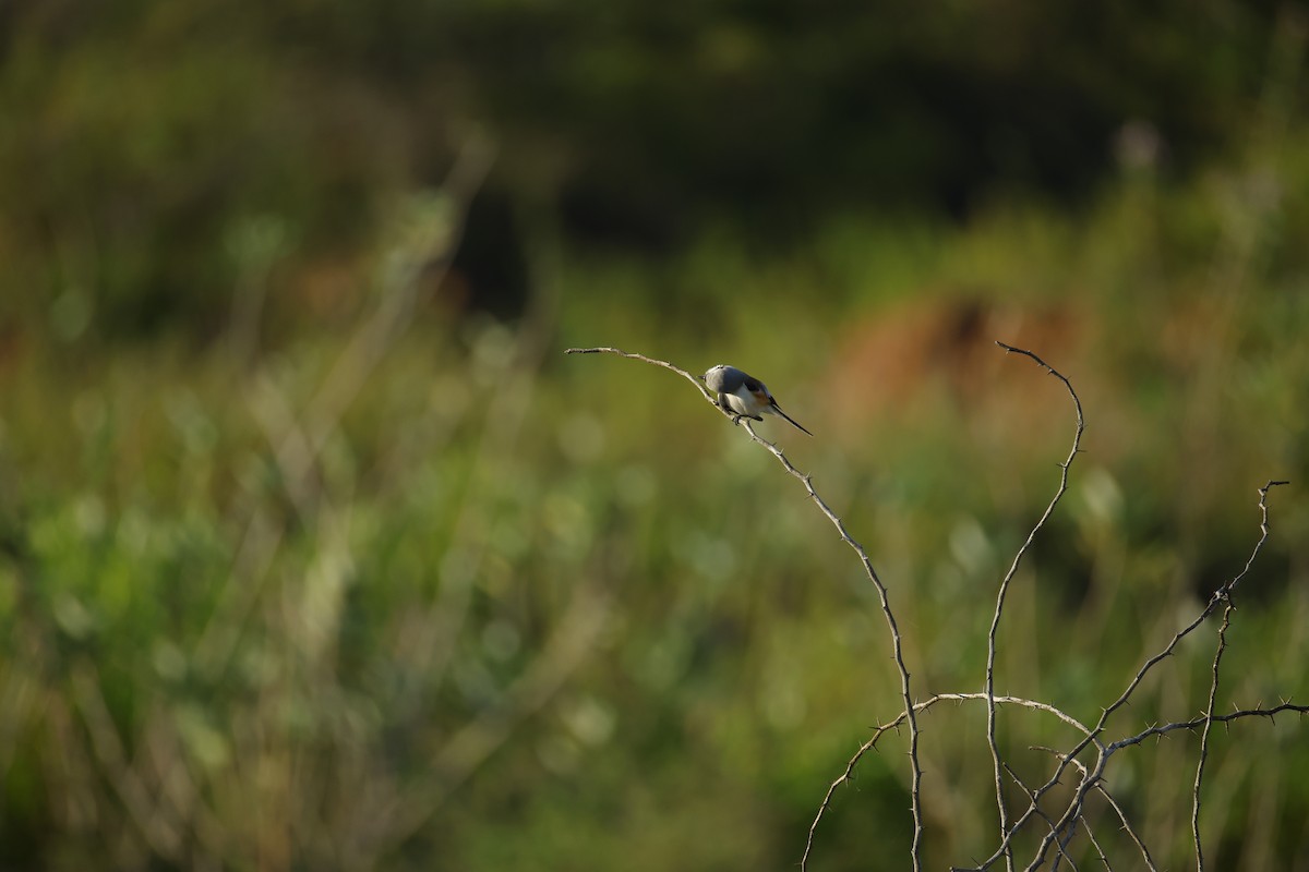 Bay-backed Shrike - ML643817085