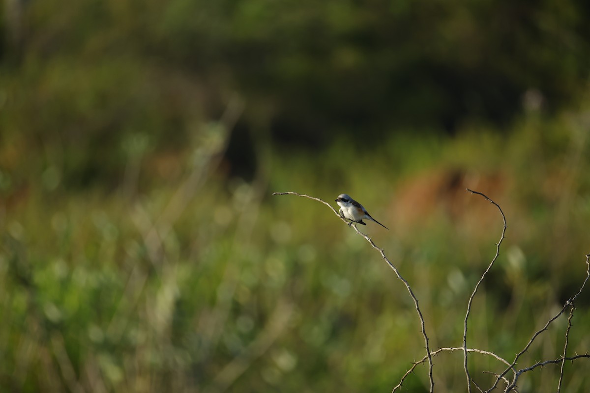 Bay-backed Shrike - ML643817087
