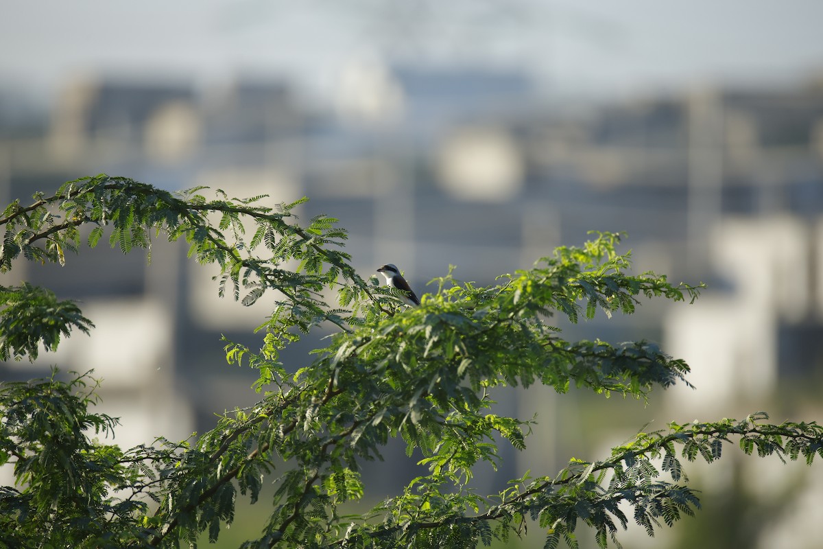 Bay-backed Shrike - ML643817088