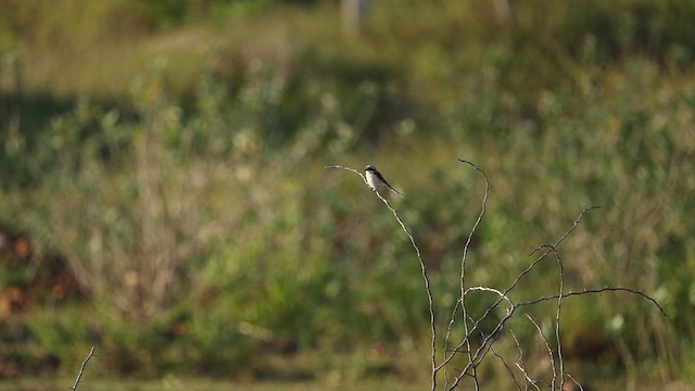 Bay-backed Shrike - ML643817102