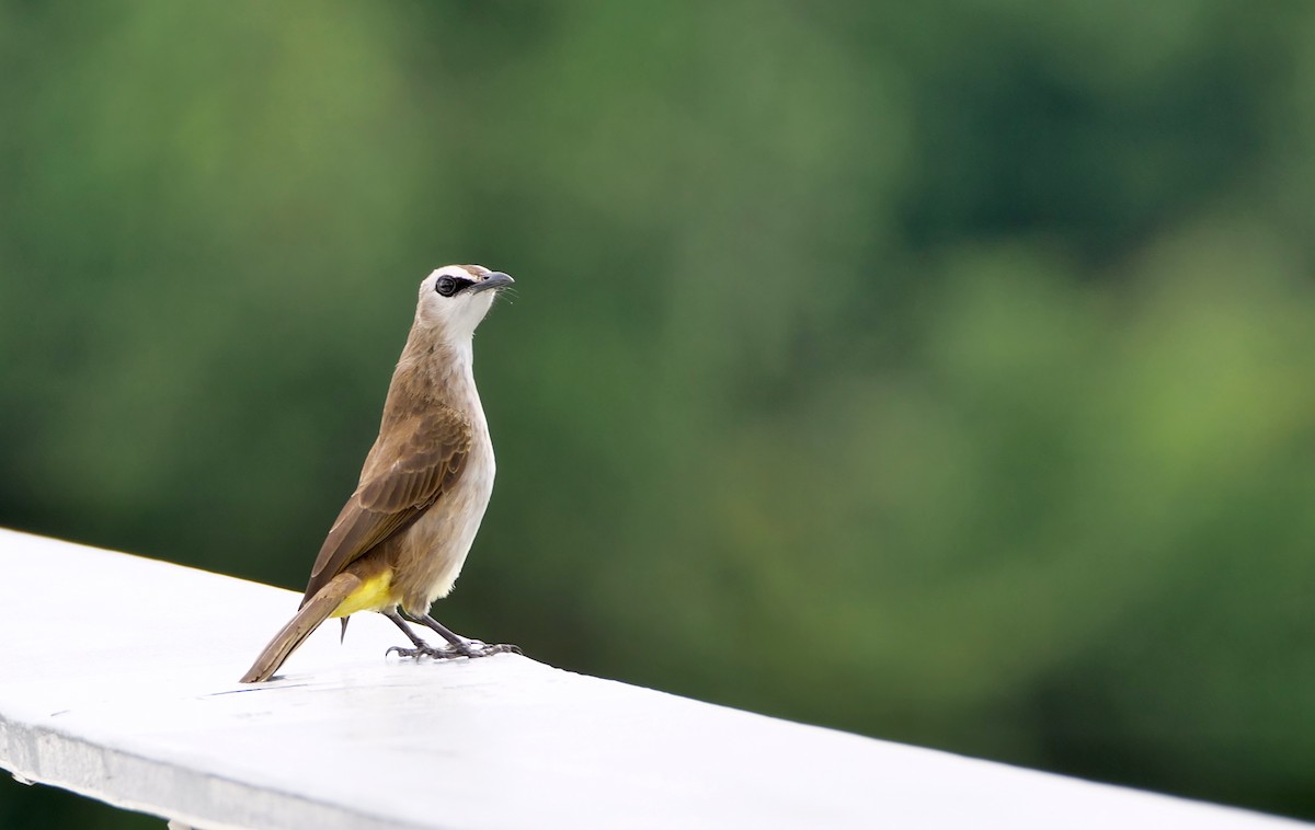 Bulbul goiavier - ML643817110