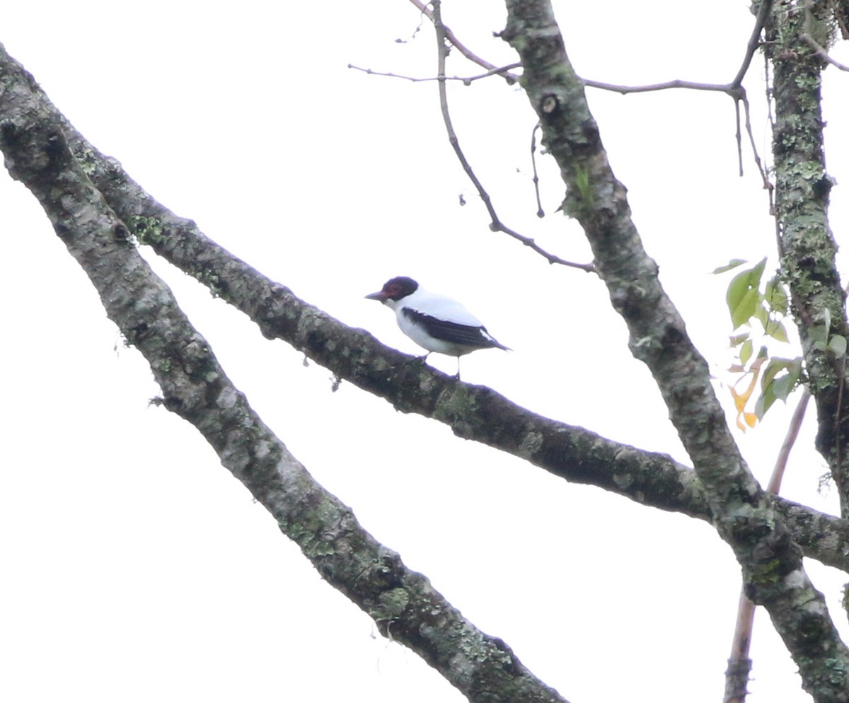 Black-tailed Tityra - ML643817111