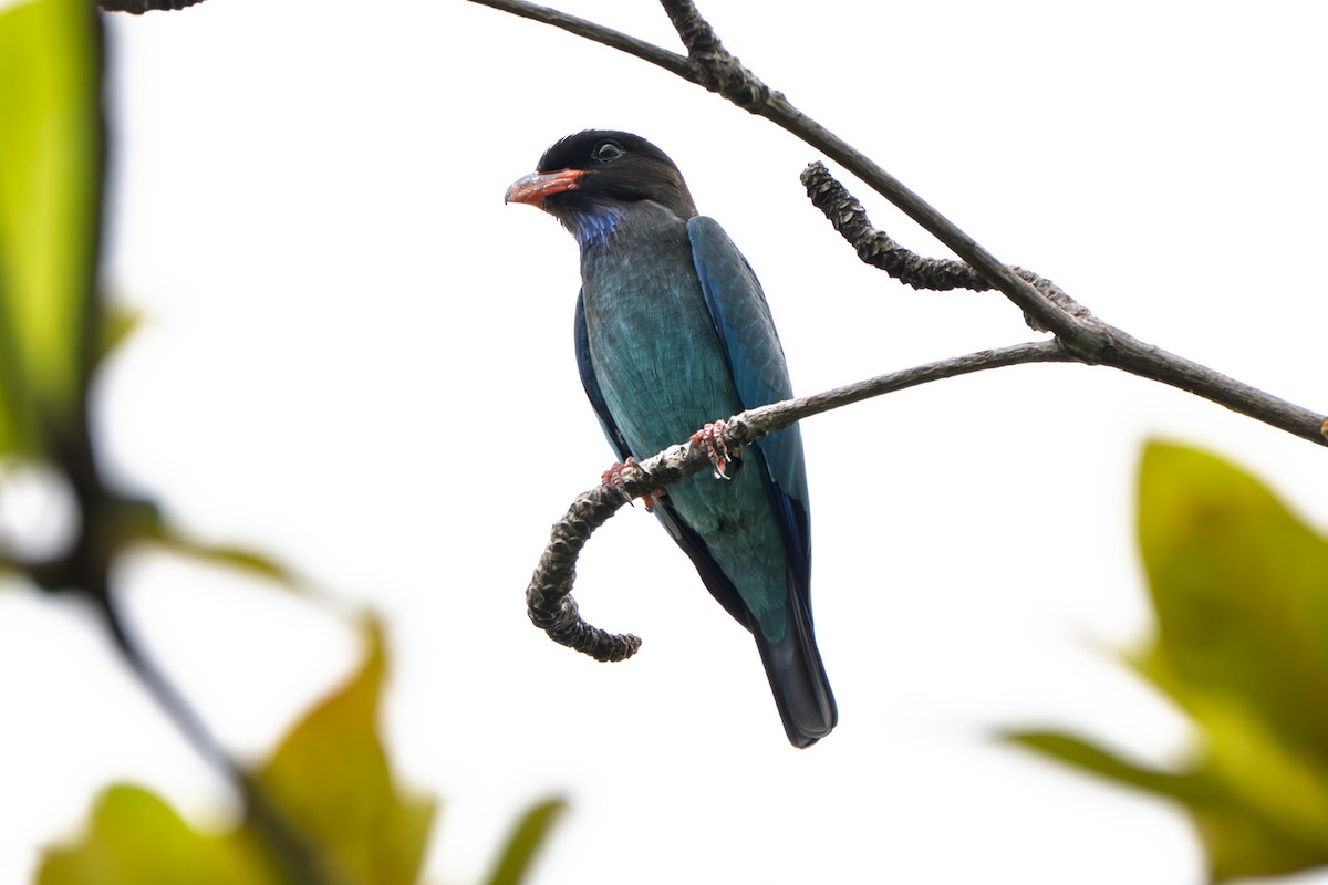 Dollarbird - ML643817122