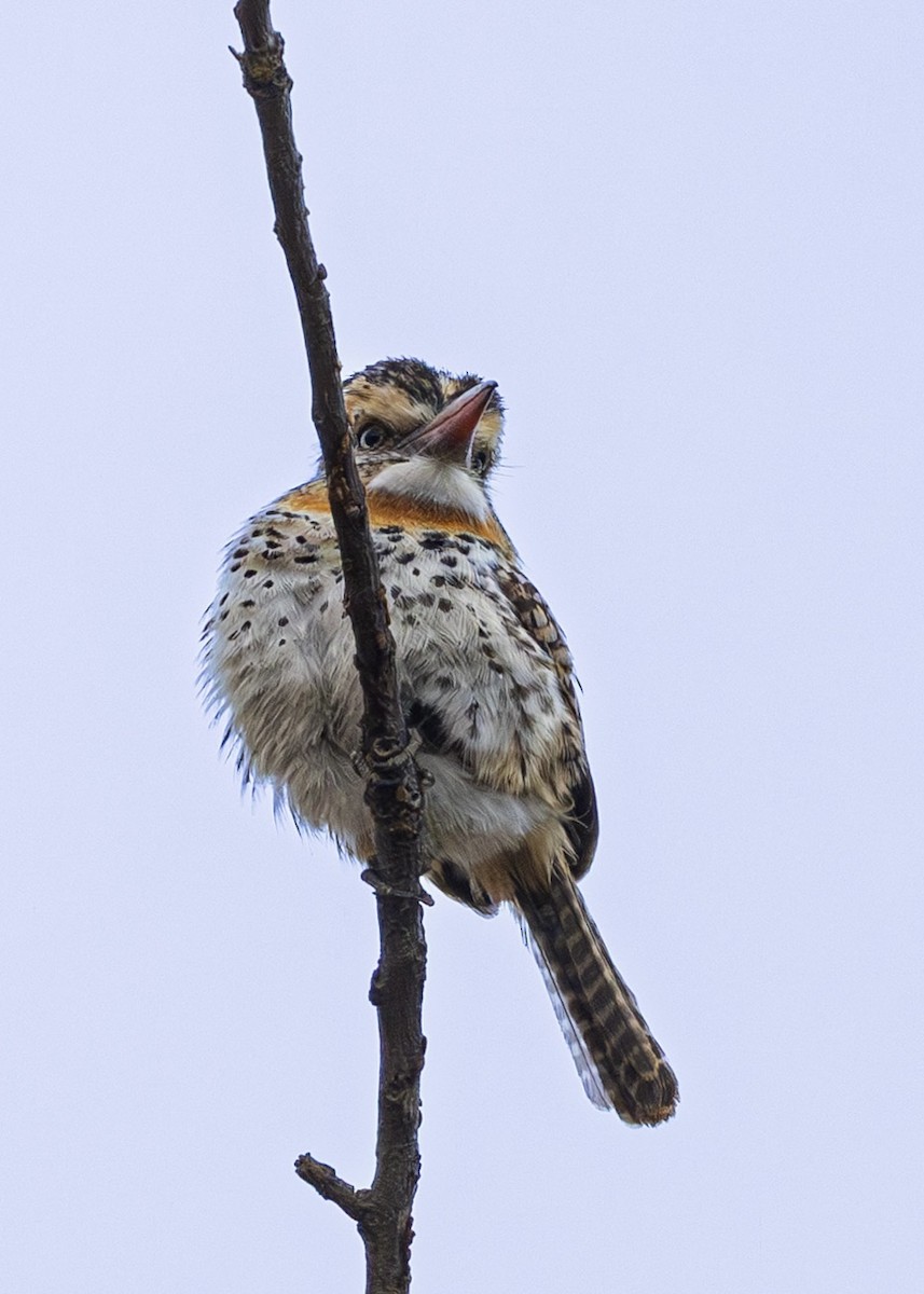 Tamatia tamajac (maculatus) - ML643817145