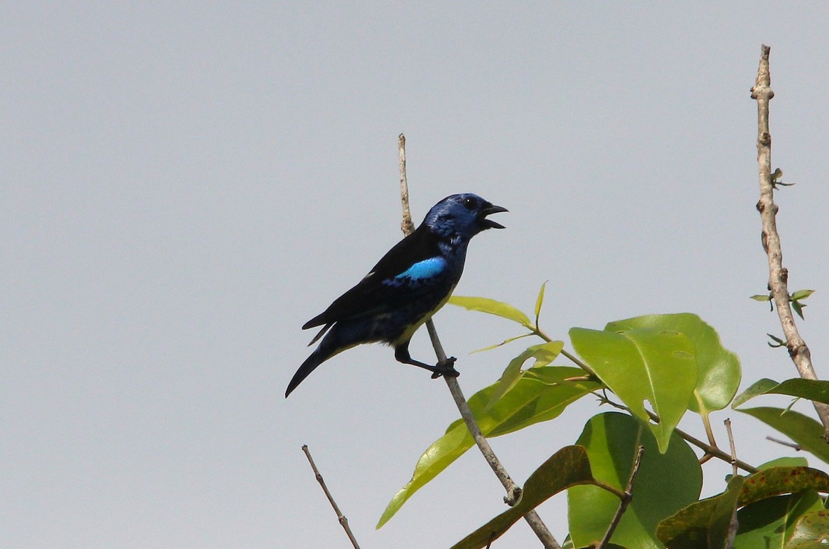 Turquoise Tanager - ML643817149