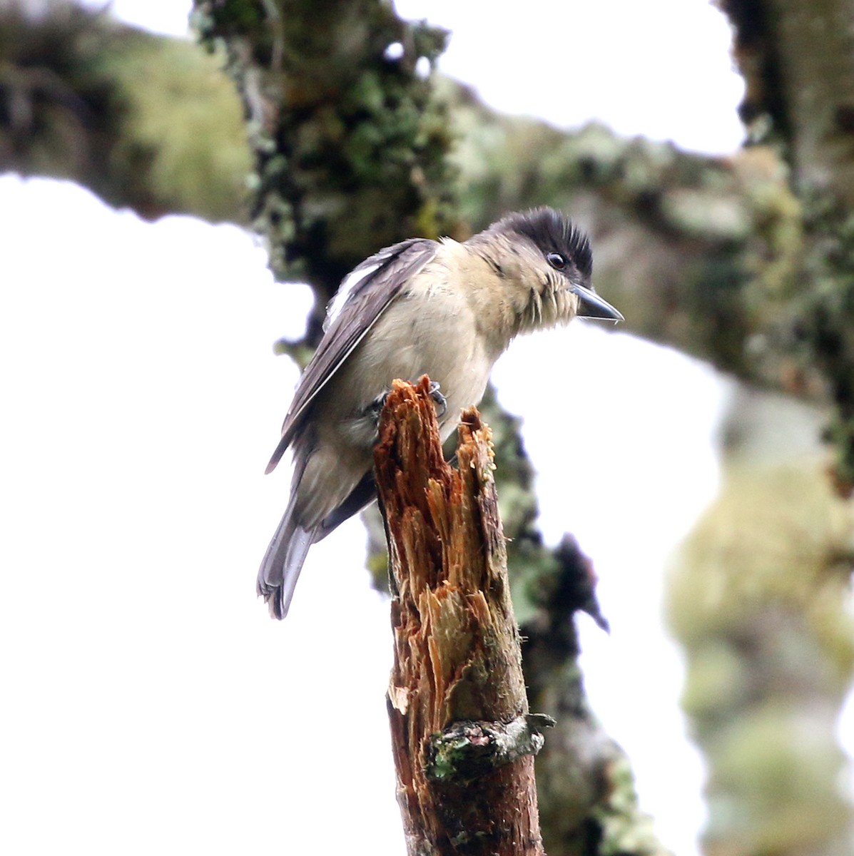 Crested Becard - ML643817151