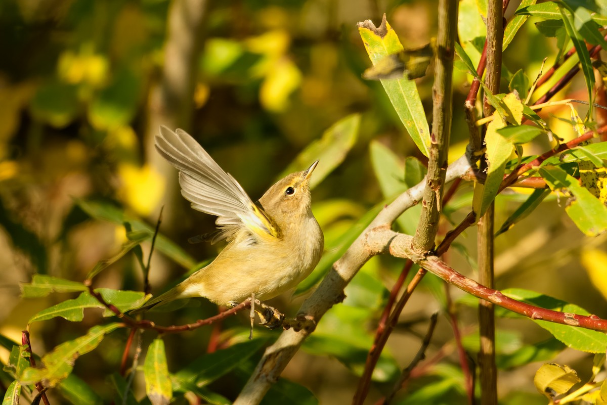 Common Chiffchaff - ML643817153