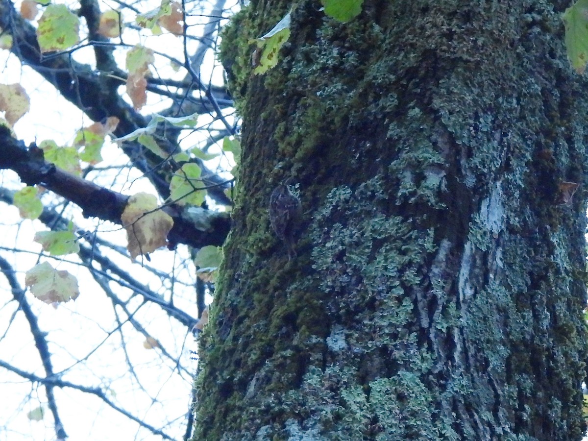 Short-toed Treecreeper - ML643817154