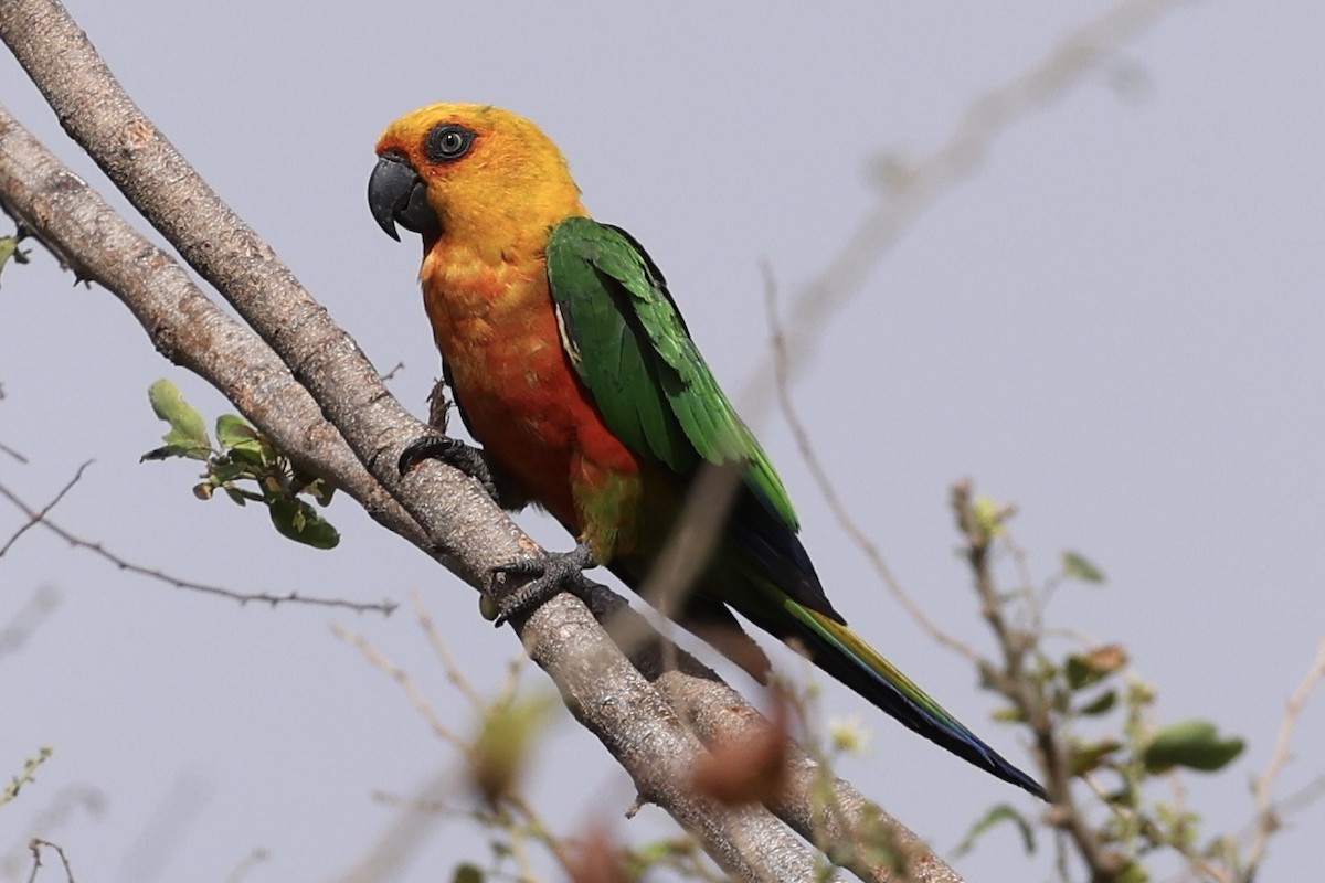 Jandaya Parakeet - ML643817193