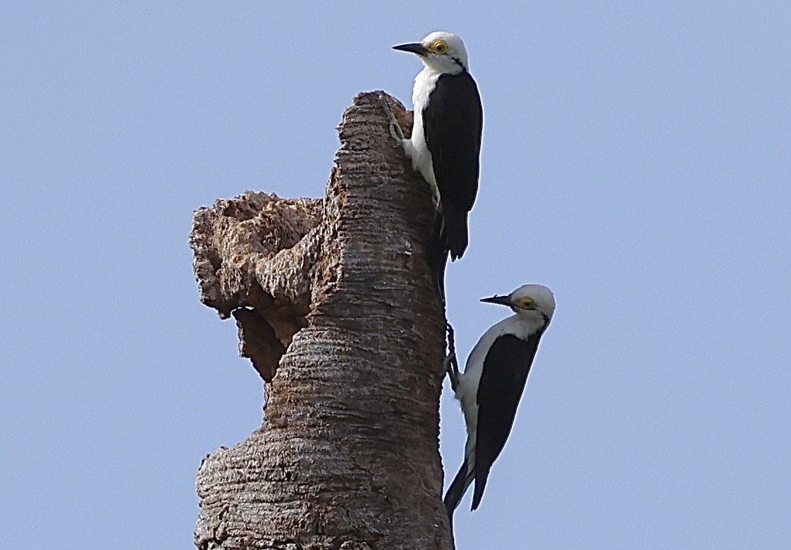 White Woodpecker - ML643817246
