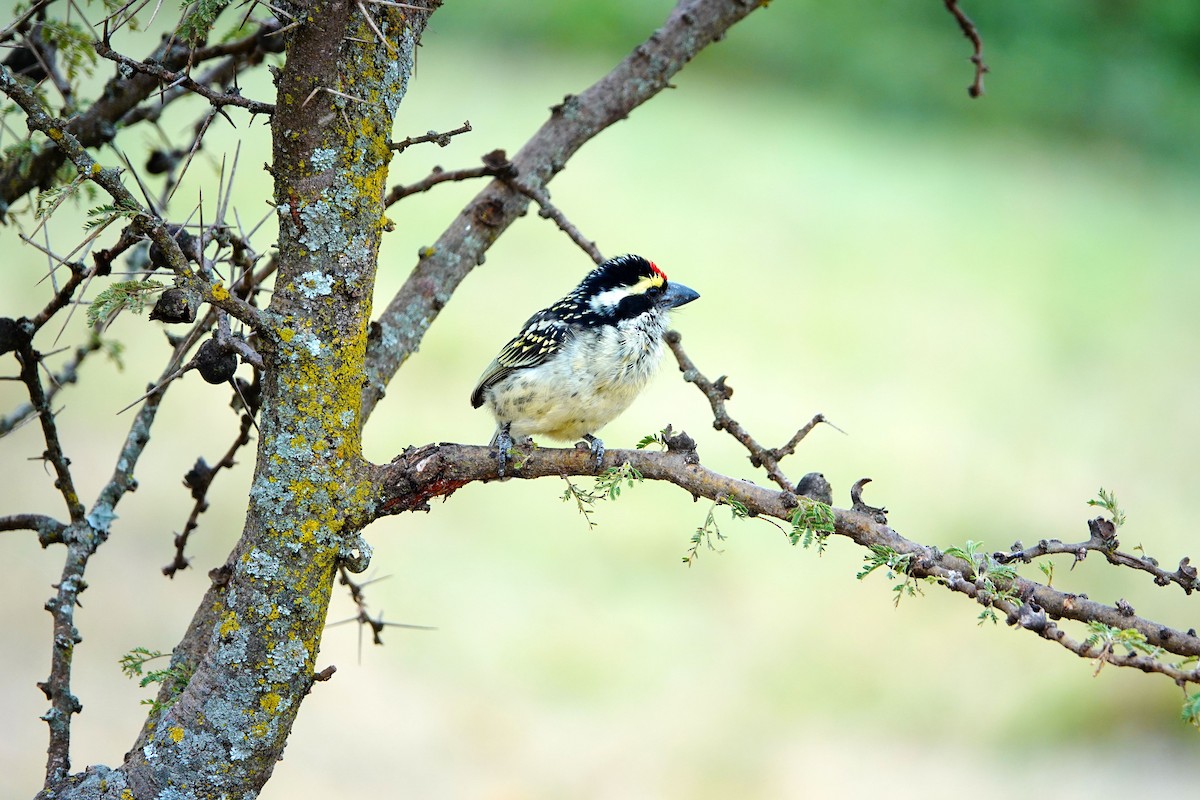 Barbudo Diademado - ML643817257