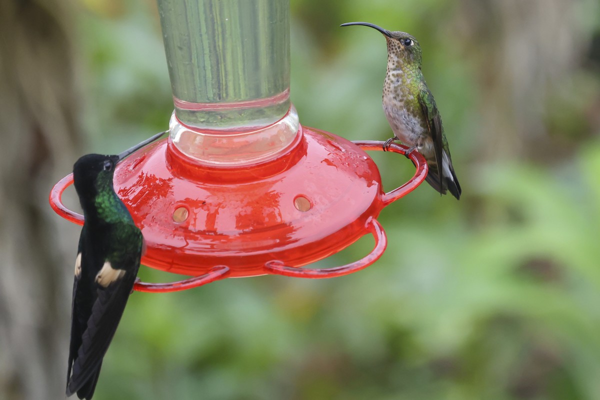 Mountain Velvetbreast - ML643817258