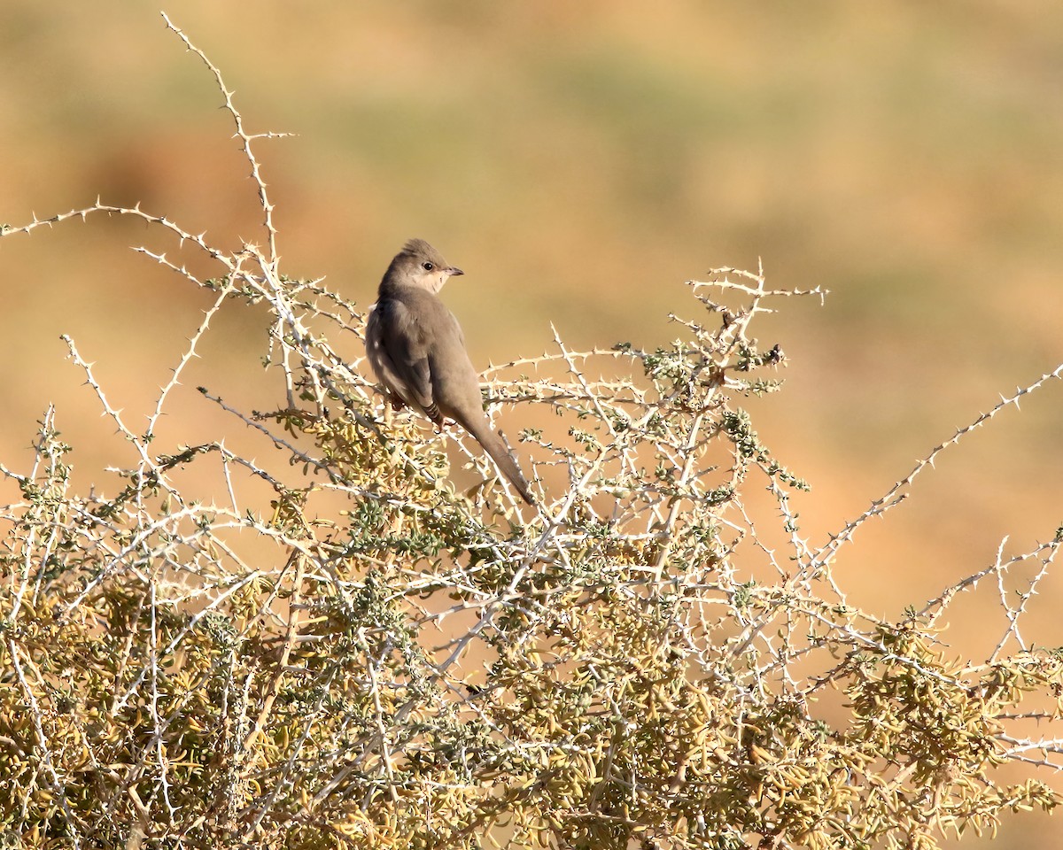 Hypocolius - ML643817262