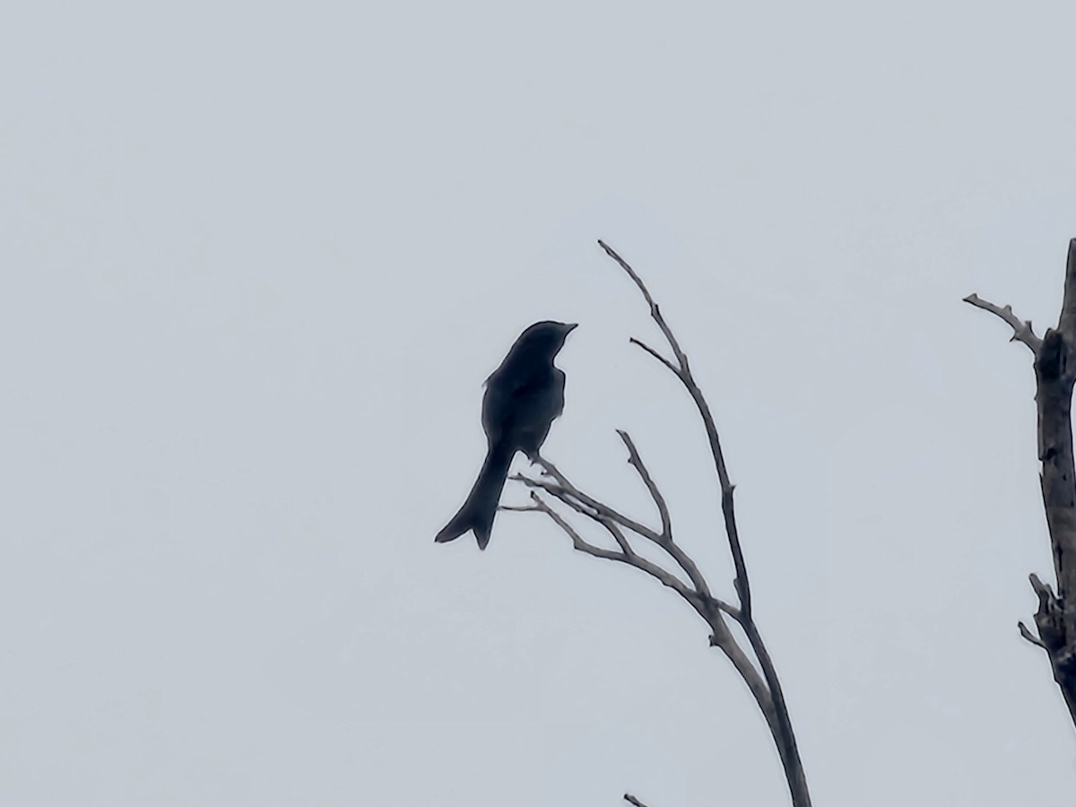 svartdrongo - ML643817272