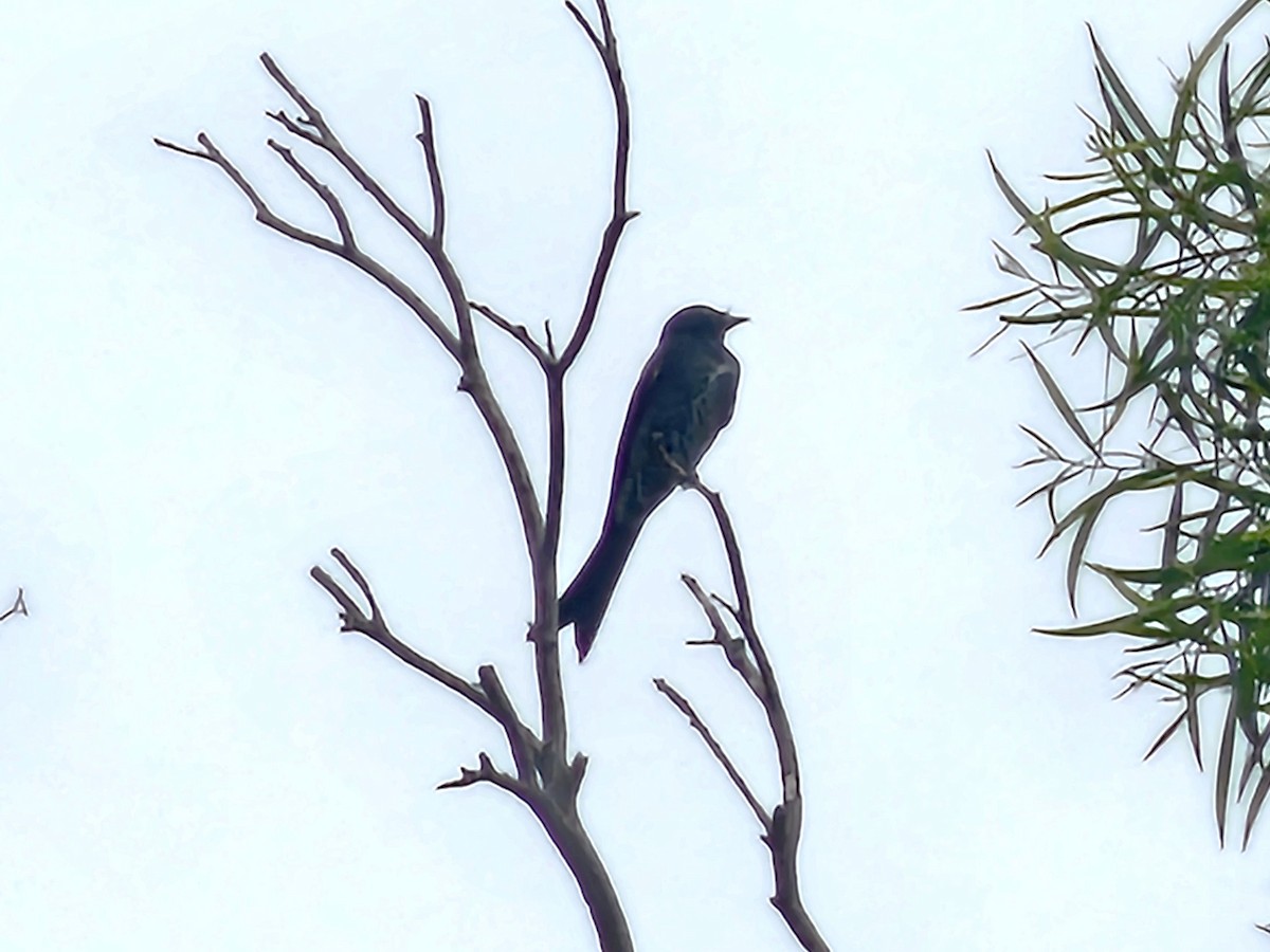 svartdrongo - ML643817273