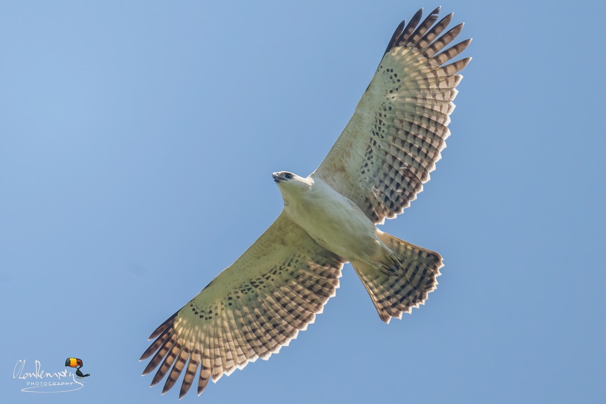 indiaskogørn - ML643817279