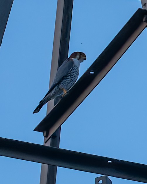 rødhodefalk - ML643817280