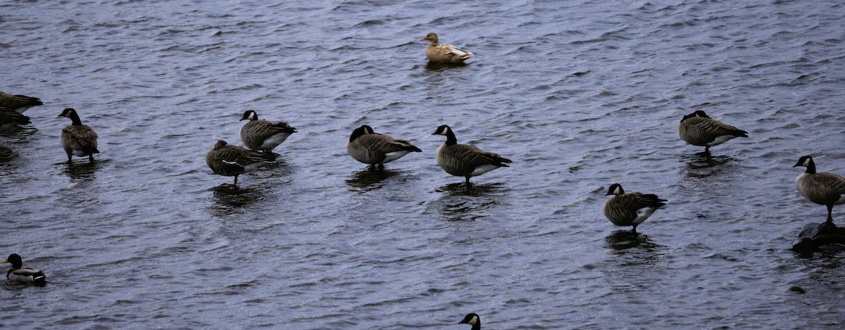 polargås - ML643817283