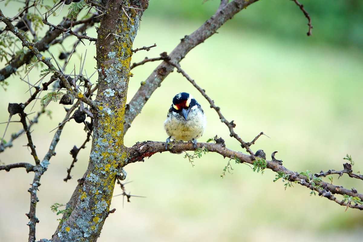 Barbudo Diademado - ML643817299